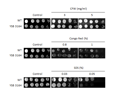 Cell wall stress phenotype for CNAG_07411T0