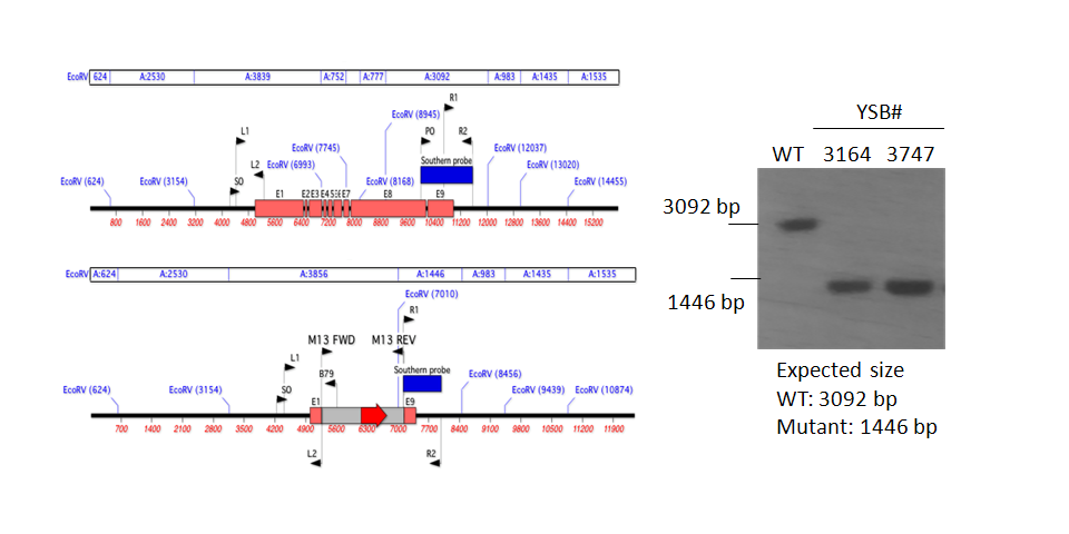 Gene disruption strategy for CNAG_07411T0