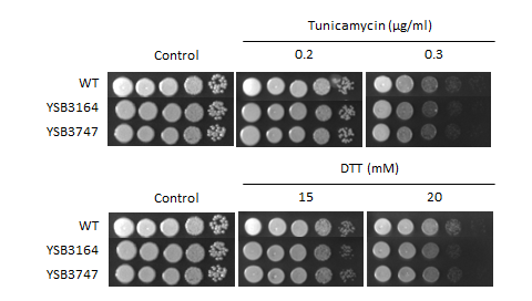 ER stress phenotype for CNAG_07411T0