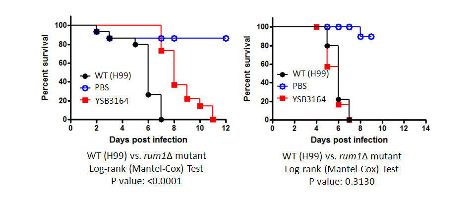 Galleria mellonella virulence data for CNAG_07411T0