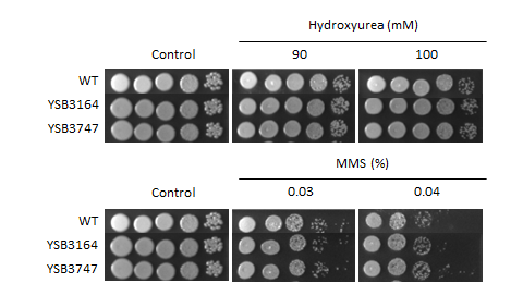 Genotoxic stress phenotype for CNAG_07411T0