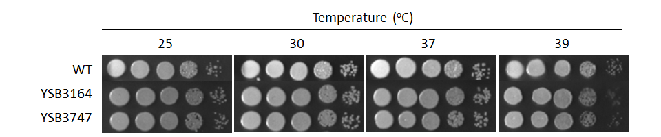 Growth phenotype for CNAG_07411T0