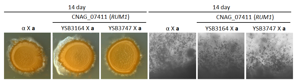 Mating phenotype for CNAG_07411T0