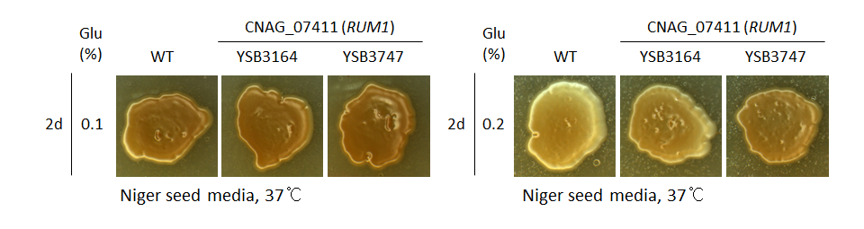 Melanin phenotype for CNAG_07411T0