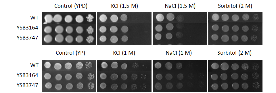 Osmotic stress phenotype for CNAG_07411T0