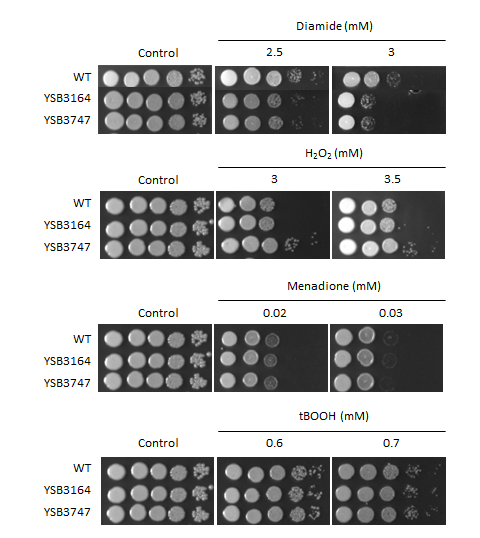 Oxidative stress phenotype for CNAG_07411T0