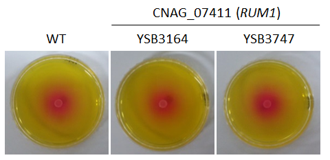 Urease phenotype for CNAG_07411T0