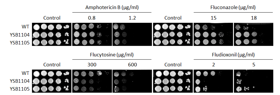 Antifungal drug susceptibility for CNAG_07435T0
