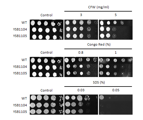 Cell wall stress phenotype for CNAG_07435T0