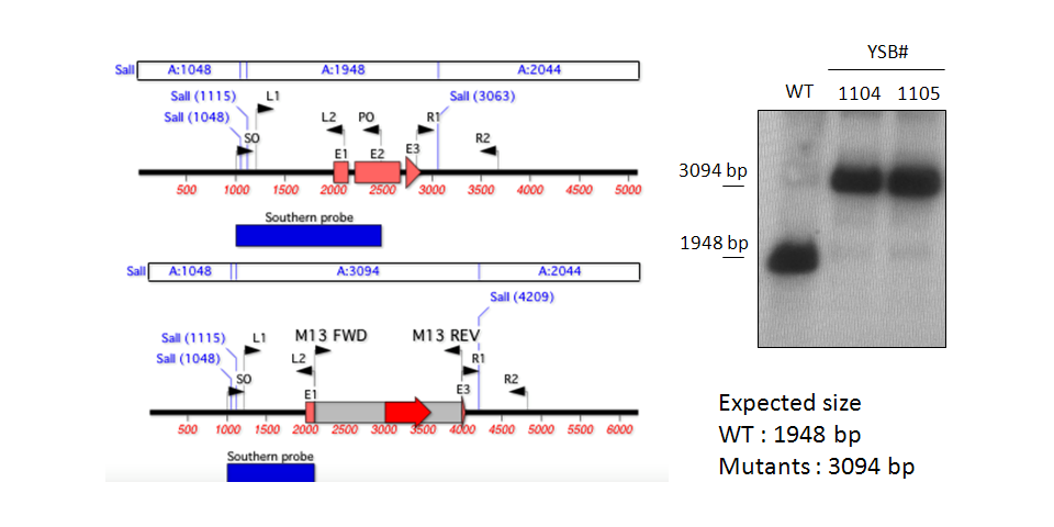 Gene disruption strategy for CNAG_07435T0