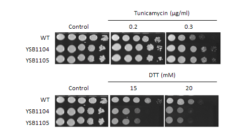 ER stress phenotype for CNAG_07435T0