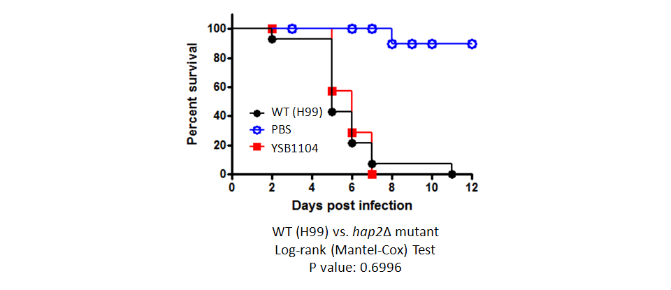 Galleria mellonella virulence data for CNAG_07435T0