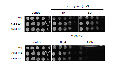 Genotoxic stress phenotype for CNAG_07435T0