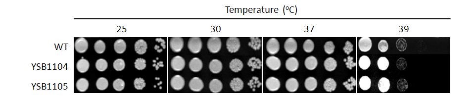 Growth phenotype for CNAG_07435T0