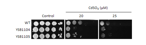 Heavy metal stress phenotype for CNAG_07435T0