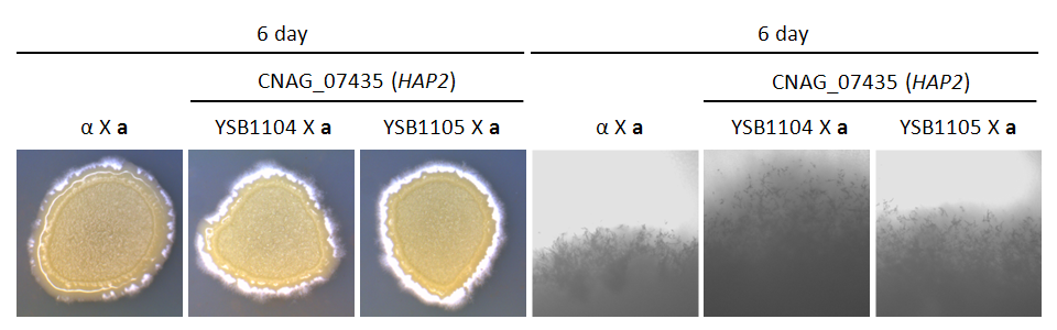 Mating phenotype for CNAG_07435T0