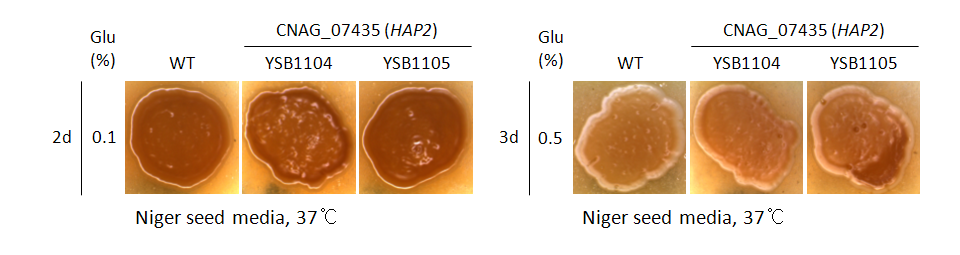 Melanin phenotype for CNAG_07435T0