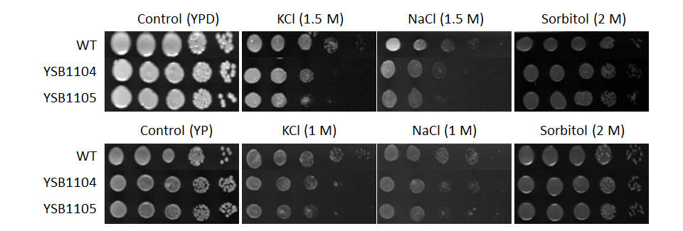Osmotic stress phenotype for CNAG_07435T0