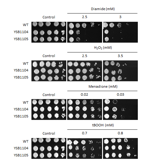 Oxidative stress phenotype for CNAG_07435T0