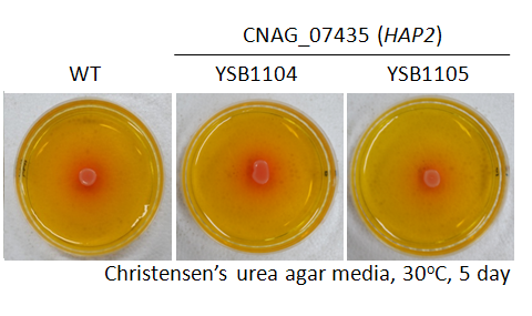 Urease phenotype for CNAG_07435T0