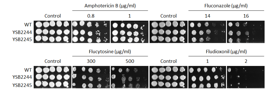 Antifungal drug susceptibility for CNAG_07443T0