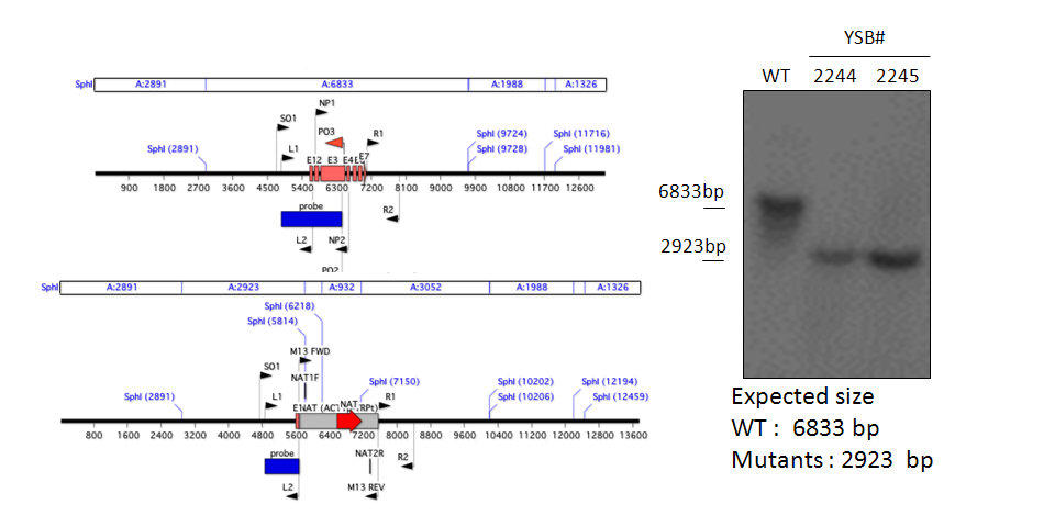 Gene disruption strategy for CNAG_07443T0