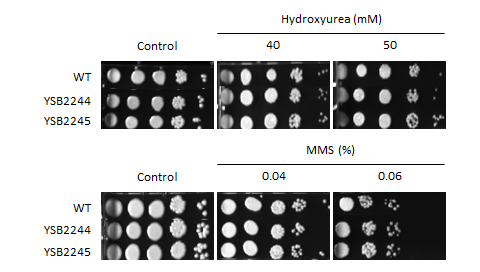 Genotoxic stress phenotype for CNAG_07443T0