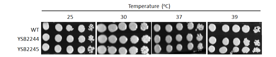 Growth phenotype for CNAG_07443T0