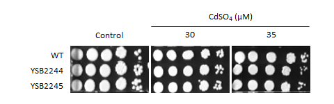 Heavy metal stress phenotype for CNAG_07443T0