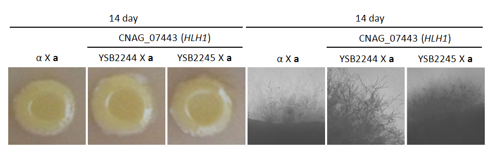 Mating phenotype for CNAG_07443T0