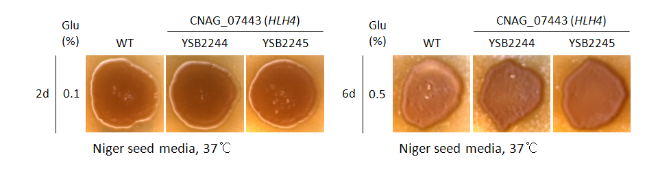 Melanin phenotype for CNAG_07443T0