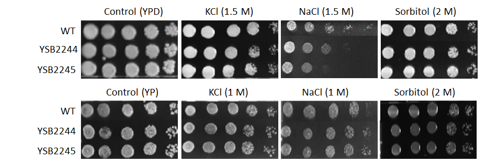 Osmotic stress phenotype for CNAG_07443T0