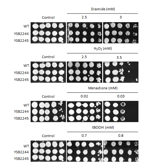 Oxidative stress phenotype for CNAG_07443T0
