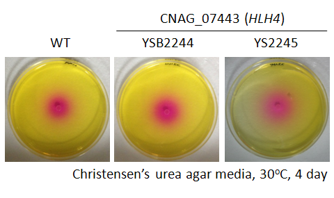 Urease phenotype for CNAG_07443T0