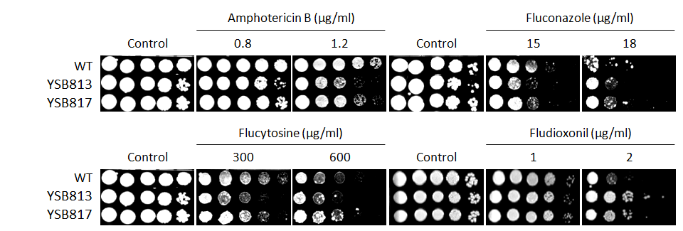 Antifungal drug susceptibility for CNAG_07506T0