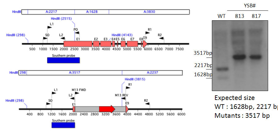 Gene disruption strategy for CNAG_07506T0