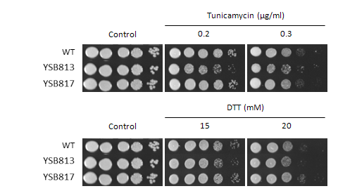 ER stress phenotype for CNAG_07506T0