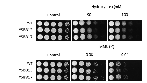Genotoxic stress phenotype for CNAG_07506T0