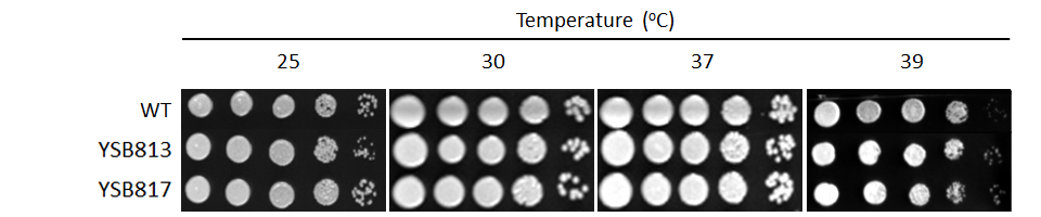 Growth phenotype for CNAG_07506T0