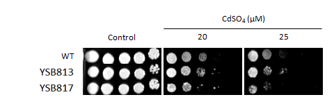 Heavy metal stress phenotype for CNAG_07506T0