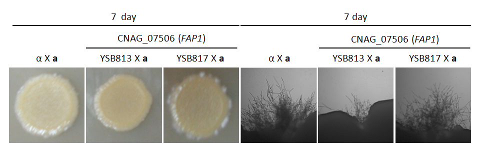 Mating phenotype for CNAG_07506T0