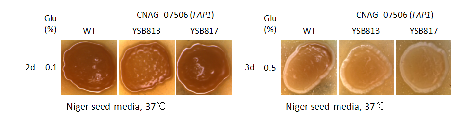 Melanin phenotype for CNAG_07506T0