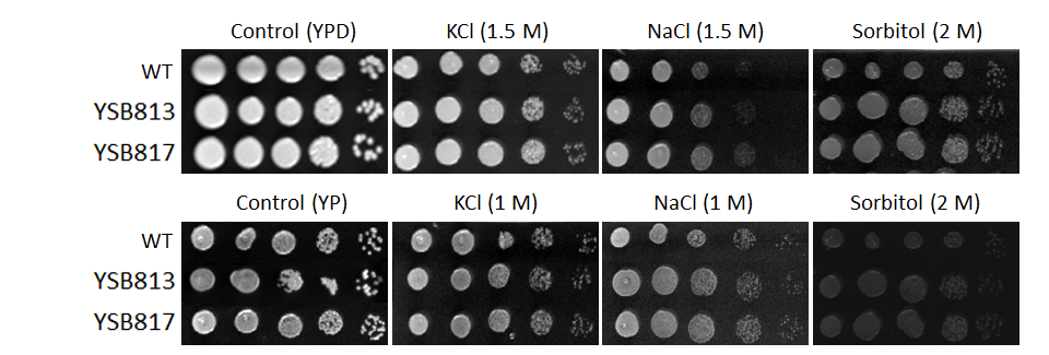 Osmotic stress phenotype for CNAG_07506T0