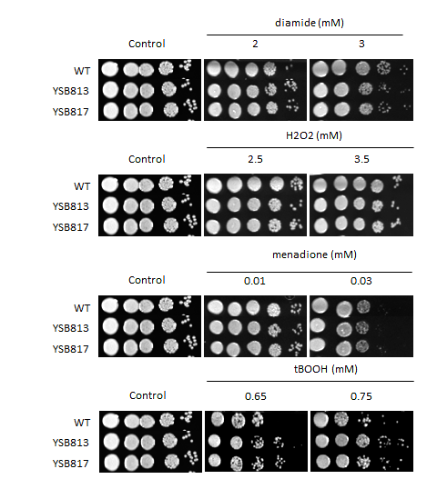 Oxidative stress phenotype for CNAG_07506T0
