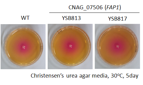 Urease phenotype for CNAG_07506T0