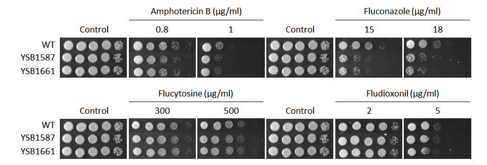 Antifungal drug susceptibility for CNAG_07593T0