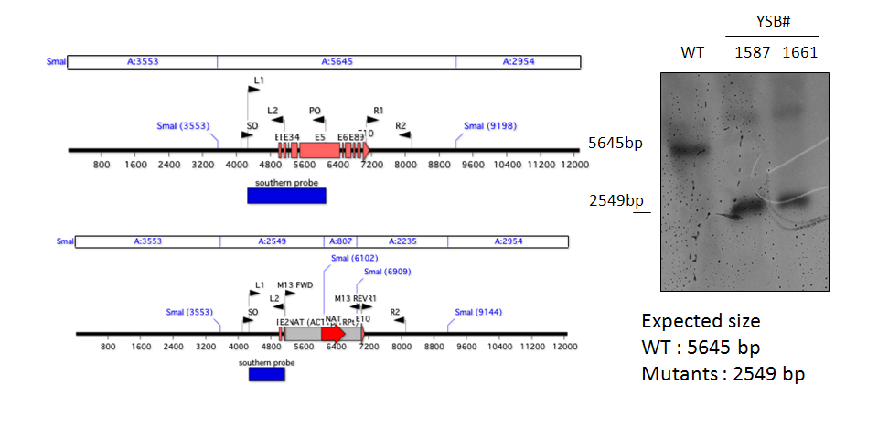 Gene disruption strategy for CNAG_07593T0