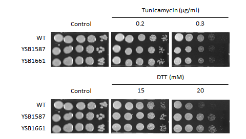 ER stress phenotype for CNAG_07593T0