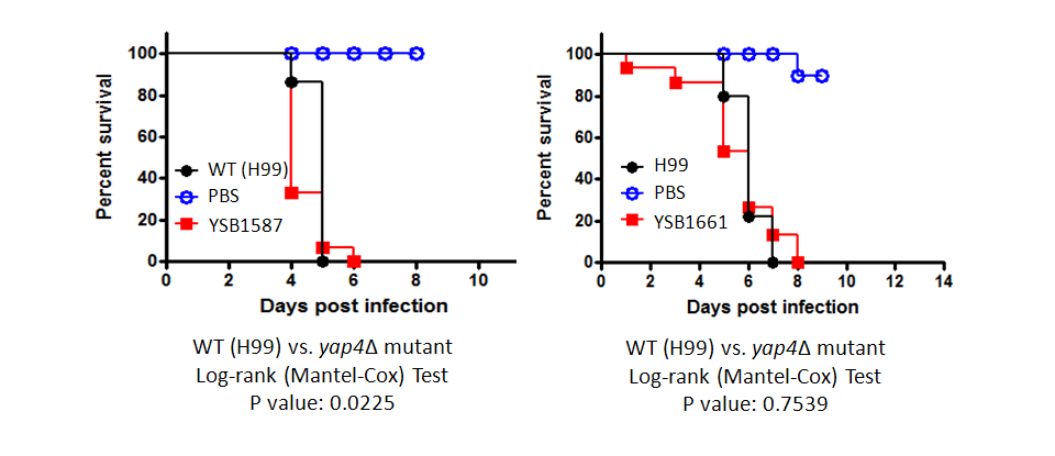 Galleria mellonella virulence data for CNAG_07593T0