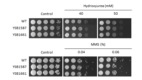 Genotoxic stress phenotype for CNAG_07593T0